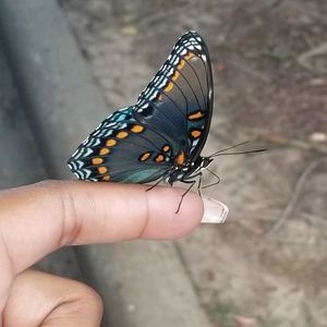 Meet your Posher, Santana